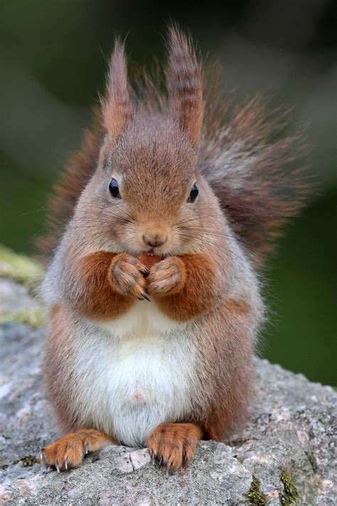 Hi Michael, you mentioned recognizing individual squirrels and naming a few, like the female ...