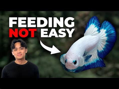 The Ultimate Guide to Feeding Your Betta Fish: Nutrition, Schedules ...