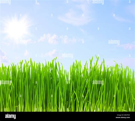 Sky and green grass Cut Out Stock Images & Pictures - Alamy