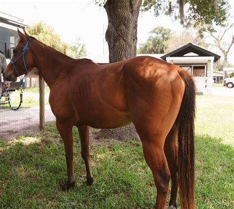 6 Year Old Papered Appendix Mare
