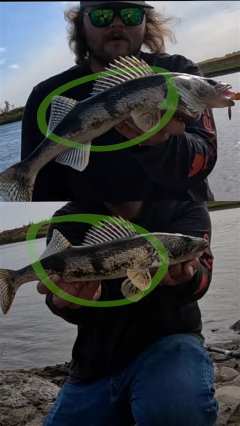 Why sauger are one of the most underrated river fish