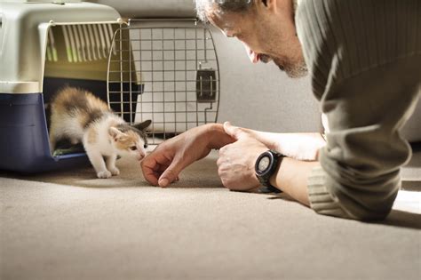 How long does it take for cats to have kittens briefly covers the entire process ⋆ ctf.bnsf.com