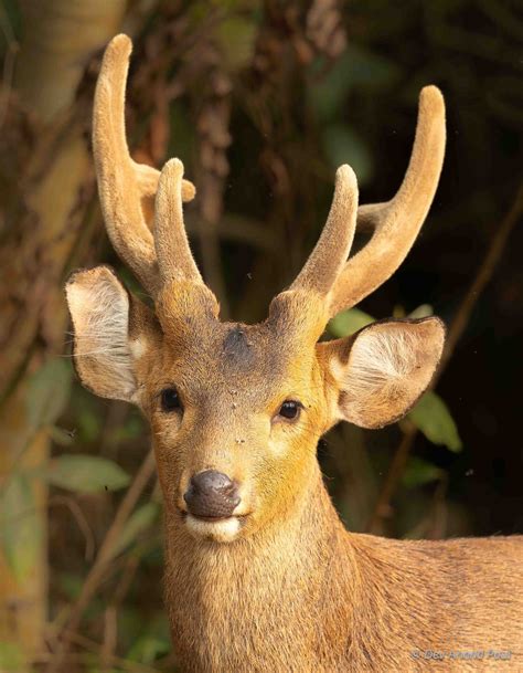 Kaziranga National Park Safari Experience: Rhinos, Tigers, Elephants ...