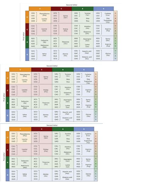 Codon Table Amino Acid