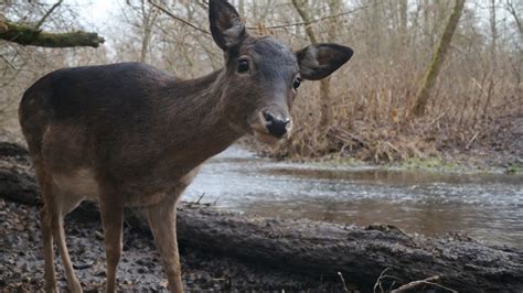 Wildlife camera reveals a deer’s curious look up close