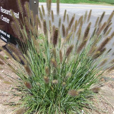 Cenchrus (Pennisetum) alopecuroides WorryFree Cayenne Fountain Grass ...