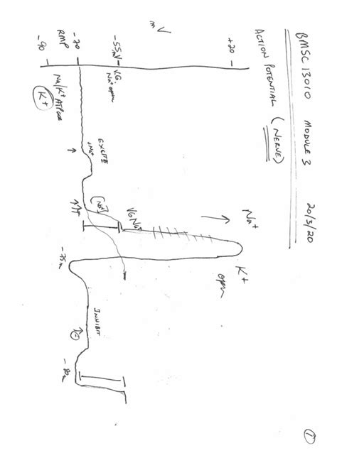 BMSC 13010 Module 3 Action Potential and Pharmacology Notes - Studocu