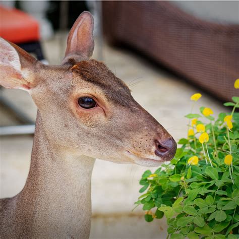 The 3 Best Deer Resistant Flowering Annuals to Grow In Pots!