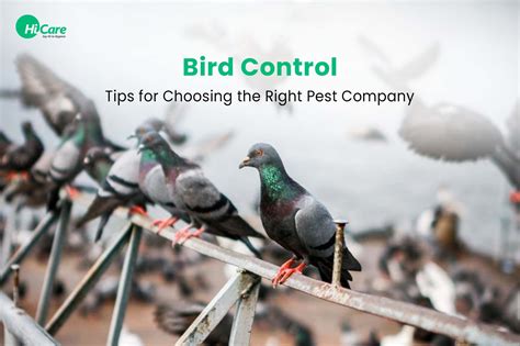 Bird Control: Tips for Choosing the Right Pest Company – HiCare (A ...