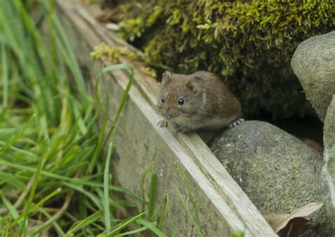 Crustaceans | Tees Valley Wildlife Trust