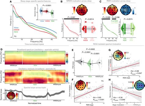 Human REM sleep recalibrates neural activity in support of memory formation | Science Advances