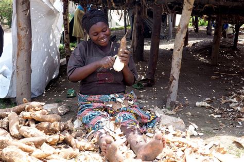 Study Reveals Climate Change Threat to Cassava in Africa: Urgent ...
