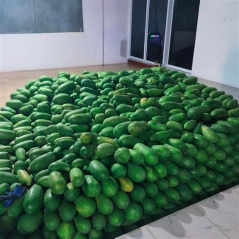 Jual Pepaya Buah Terlengkap & Harga Terbaru September 2026 | Shopee ...