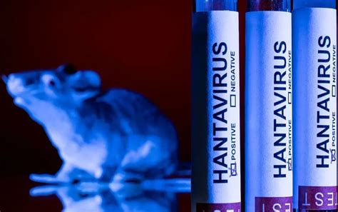 Italy probes suspected third-generation hantavirus transmission