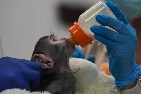 Meet Yuji, the Mexican baby monkey finding comfort in a plush companion
