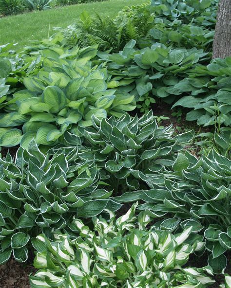These 15+ Perennials Thrive in Shade—and They’re Surprisingly Beautiful