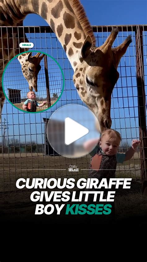 Giraffe gently kisses young boy at zoo