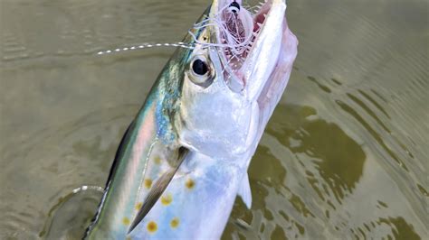 Fishing roundup: Spanish mackerel deserve more. Largemouth bass awaken