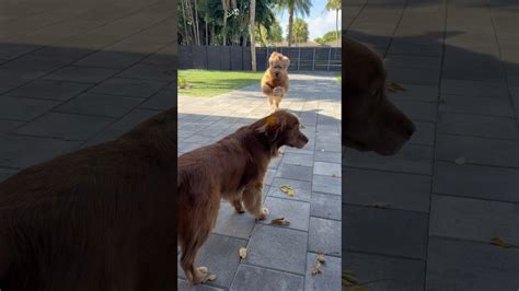 These vicious dog attacks will scare you! #goldendoodle #sneakattack # ...