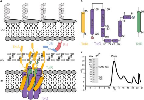 Structural basis of outer membrane biogenesis and cell division by Tol ...