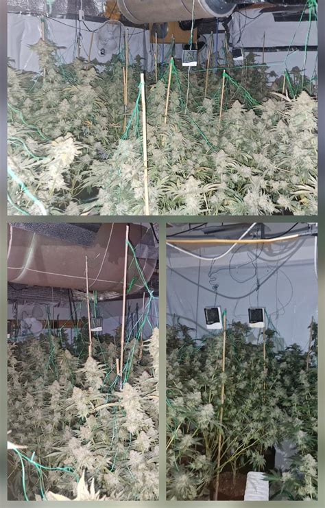 Police arrest two after discovering 100 cannabis plants in Penwortham raid