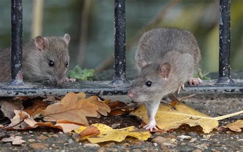 Rats Laugh at a Frequency Humans Can’t Even Hear