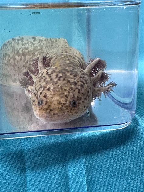 Nikkita | Copper Female Adult Axolotl | Little Lotl’s Australia ...