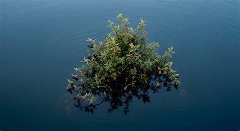 What Is the Impact of Intense Flooding on River Ecosystems? → Learn