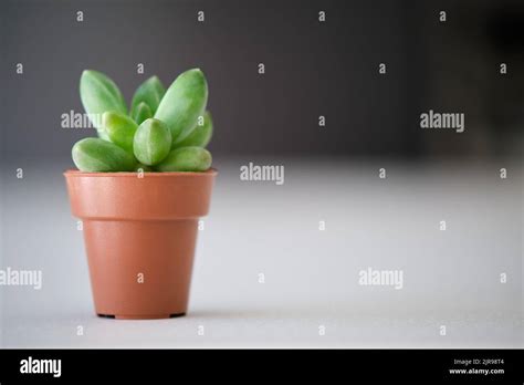 Mini Pachyphytum compactum, Little Jewel succulent plant Stock Photo ...