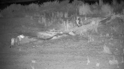 Are Sea Lions Dangerous