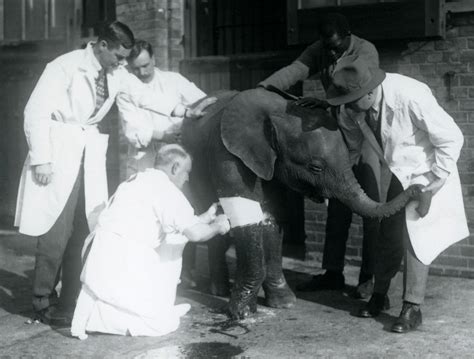 Aardvark ultrasounds and dormouse vet visits: London Zoo's new attractions - BBC News