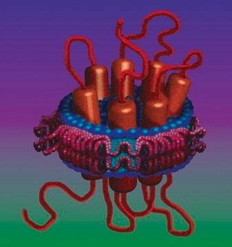Membrane Scaffold Protein 1D1 recombinant, expressed in E. coli ...