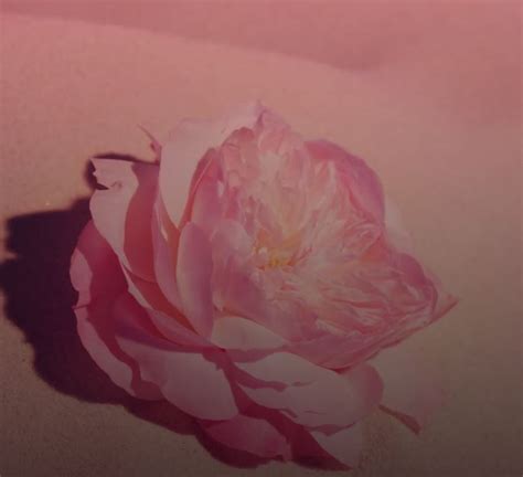 Louis Vuitton Fleur du Désert Eau de Parfum 100ml – AVS Fragrances