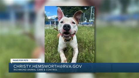 Paws for pets: Picket, a funny, affectionate guy who loves other dogs