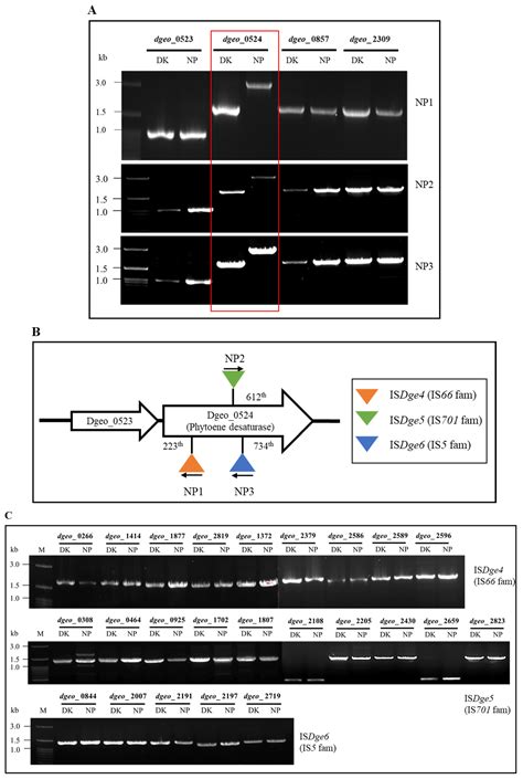 Physiological Changes and Transposition of Insertion Sequences in the ...