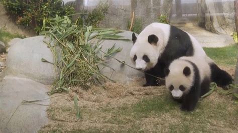 Watch Hong Kong's first locally born pandas debut at Ocean Park