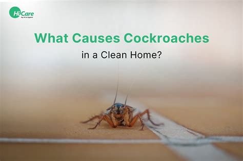 What Causes Cockroaches in a Clean Home? – HiCare (A Rentokil PCI Company)