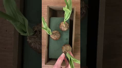 Cut up a paper bag for this spring decor hack! #shorts