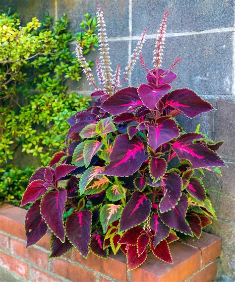 The Definitive Guide to Coleus Plant Care in Pots - Hort Zone