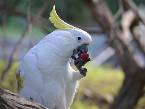Wild parrots learn what's safe to eat by watching friends