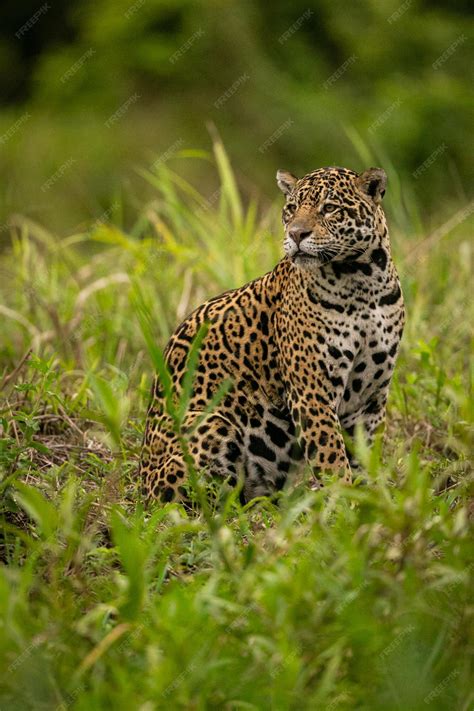 Hermoso y en peligro de extinción jaguar americano en el hábitat natural Panthera onca salvaje ...