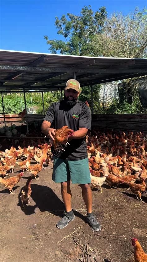 Gallinas Ponedoras Isa Brown para Urban Farming | TikTok