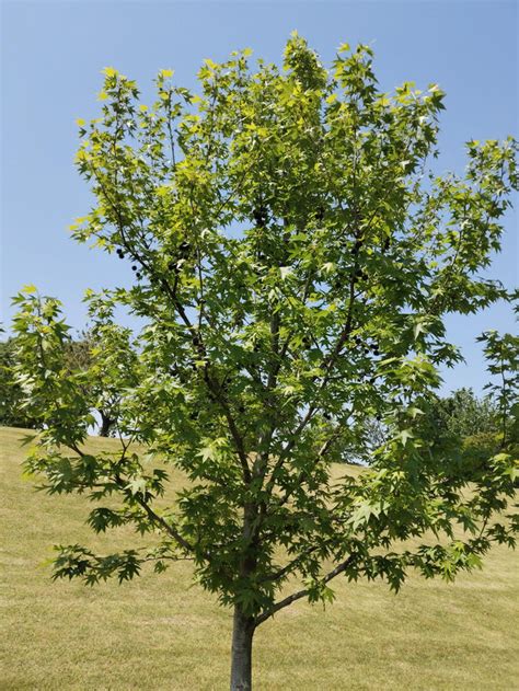 Chenshan Botanical Garden Shanghai｜Complete Guide to the Children's ...