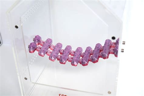 🕷️ Jumping Spider Bridge – Magnet Holes Included - 4.4 in・ STL File for ...