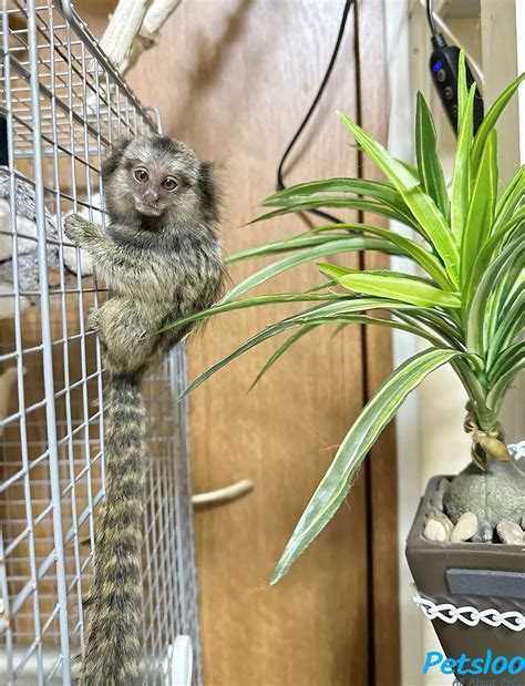 Bottle feed Finger Marmoset Monkeys