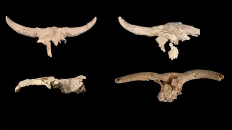 Neanderthals used to collect skulls of horned animals, store them. But why?
