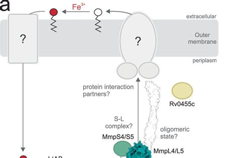 Molecular structure of tuberculosis efflux pump reveals how bacteria ...