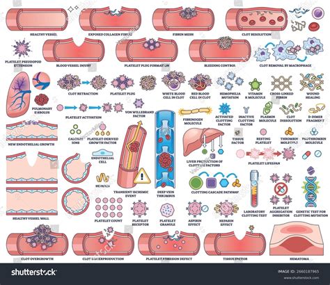 Blood Platelet Clotting: Over 2,377 Royalty-Free Licensable Stock ...