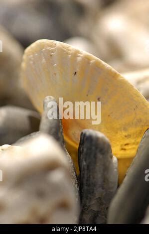 Seashells, detail of some ancient sea mollusk shells, decoration and ...