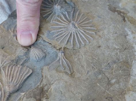 Rock hunting can be fun and educational | Environmental News, Nature ...